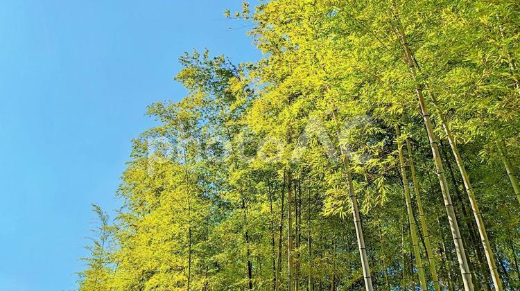 青い空と竹林の緑 竹,竹藪,笹の写真素材