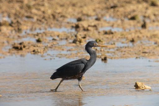 Photo, a heron, kurosagi, leucoplastic, 