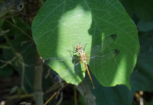 マユタテアカネ未成熟♀ マユタテアカネ未成熟♀ マユタテアカネ,トンボ,dragonflyの写真素材