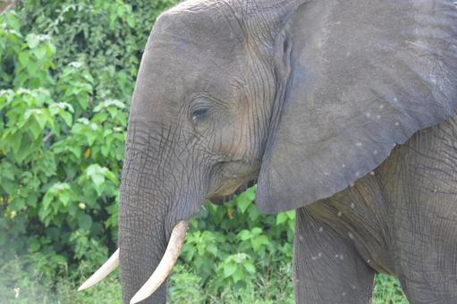 アフリカゾウの横顔 チョベのサファリ アフリカゾウの横顔 チョベのサファリ ゾウ,アフリカゾウ,象の写真素材