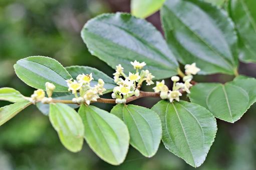 Photo, leaf, thorn, paliurus ram, 