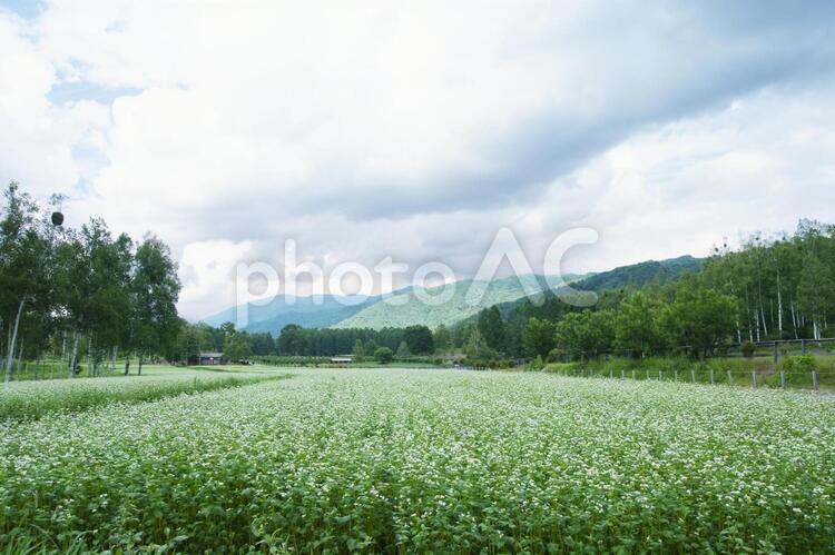 夏の開田高原の景色 晴れ,風景,自然の写真素材