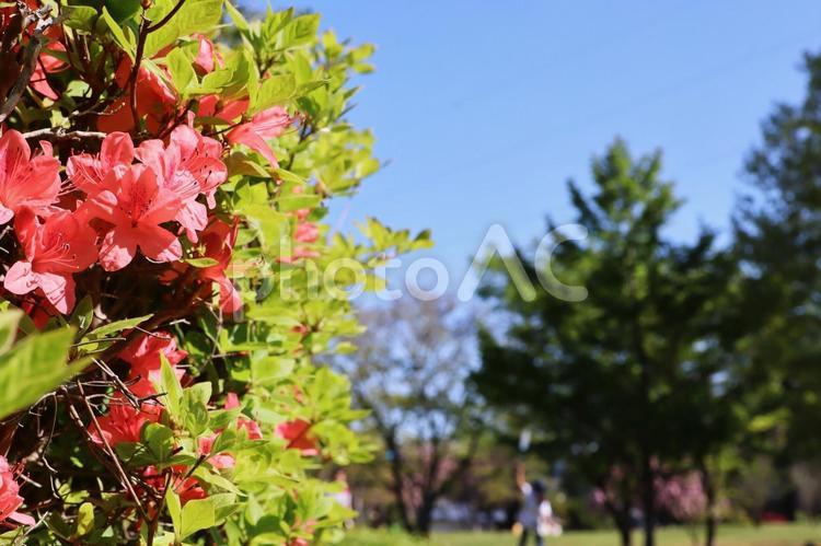 春の公園のイメージ 春,公園,花の写真素材