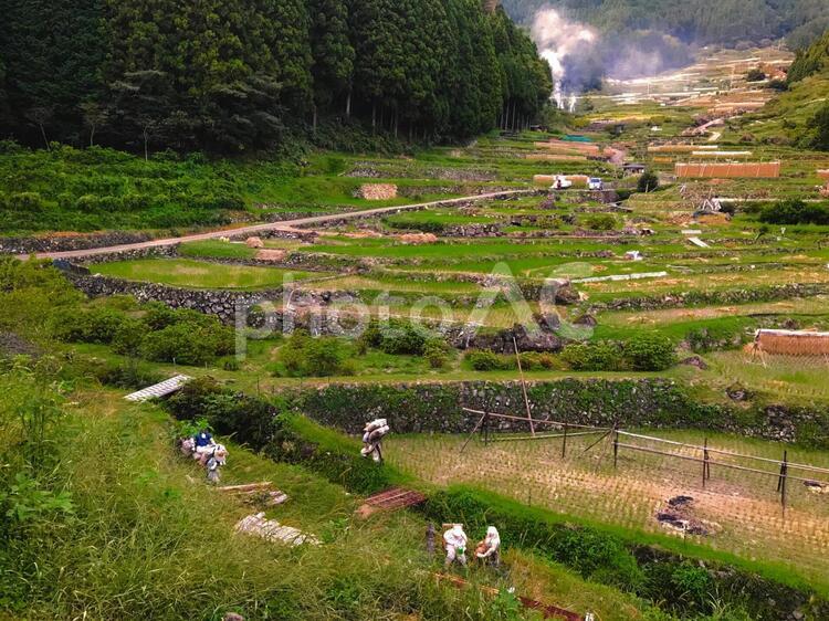 新城　四谷千枚田 棚田,愛知,日本の原風景の写真素材