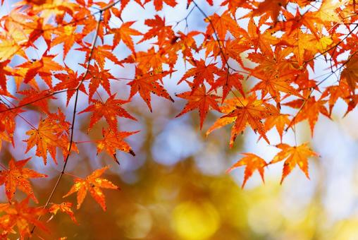 鮮やかな秋の紅葉の写真