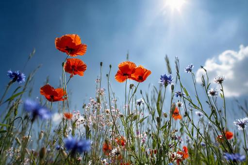 青空の下、色とりどりの花畑 青空の下、色とりどりの花畑の写真