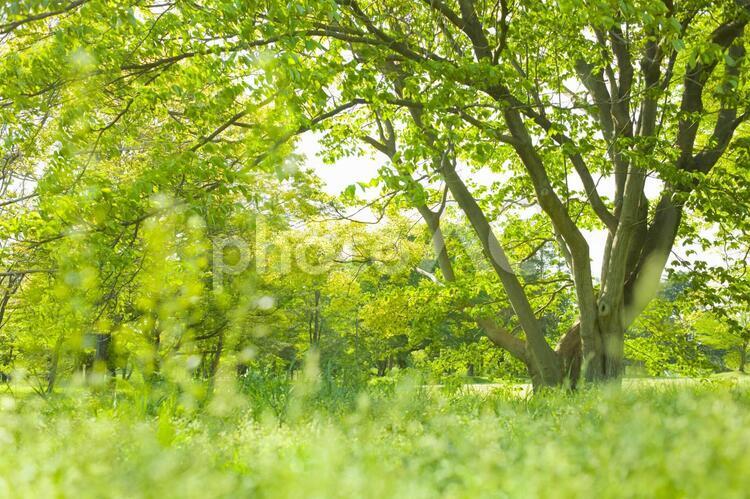 公園　木 ベンチ,公園,森の写真素材