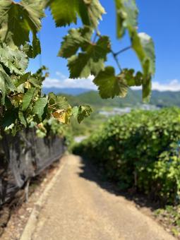 葡萄畑の細道2の写真