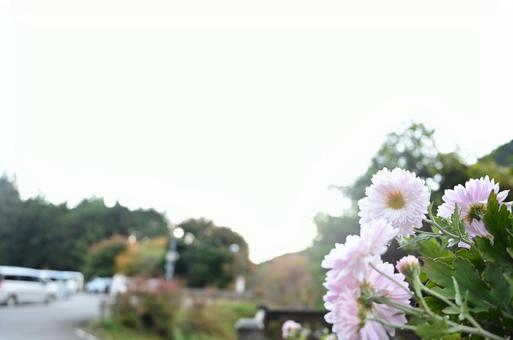 お花と背景の写真