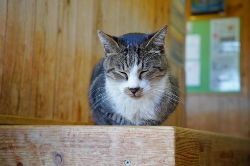 猫島の待合室にいたネコちゃんの写真