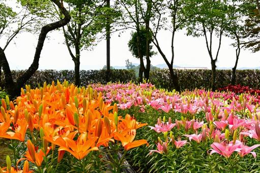 色鮮やかな満開のゆり園 色鮮やかな満開のゆり園の写真