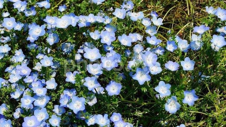 一面のネモフィラ畑 ネモフィラ,花畑,青い花の写真素材