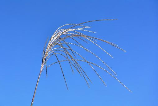 ススキの穂 ススキの穂の写真