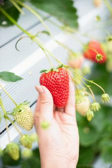 赤い宝石 赤い宝石 いちご狩り,いちご,フルーツ狩りの写真素材