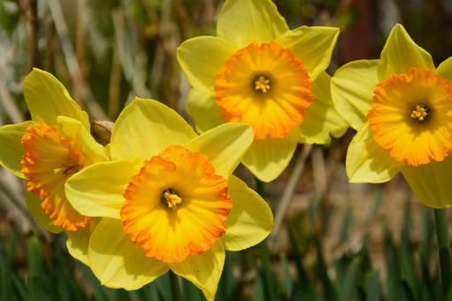 黄色いスイセンの花 黄色いスイセンの花 水仙,スイセン,すいせんの写真素材