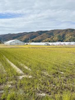 11月末の昼間　晩秋の福井県の郊外の景色 畑,田んぼ,ビニールハウスの写真素材