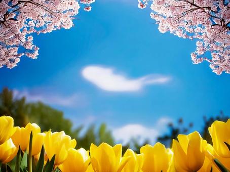 Spring tulip background copy space, tulip, spring, copy space, JPG