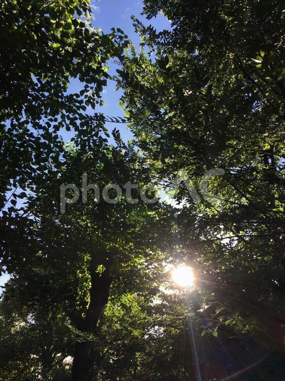 木漏れ日 木,葉,木材の写真素材