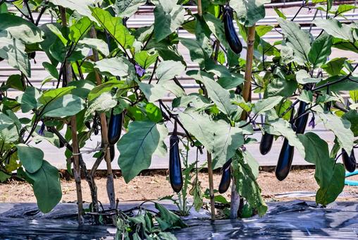 Eggplant in the home garden, JPG Eggplant in the home garden, JPG
