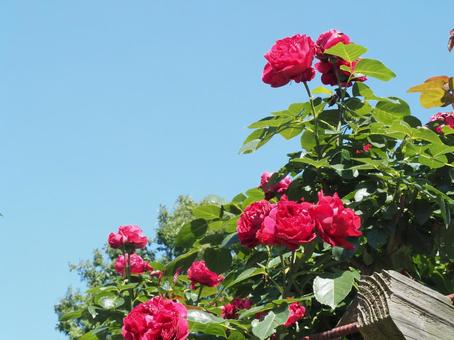 薔薇 薔薇の写真