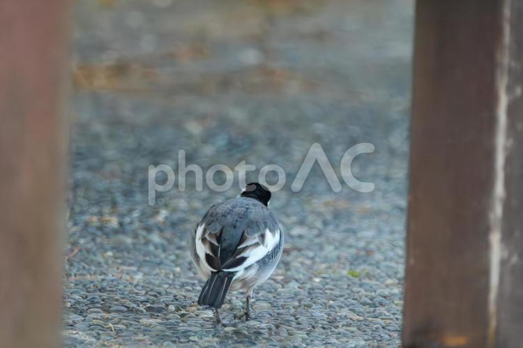 石畳を歩くハクセキレイの後ろ姿 ハクセキレイ,鳥,野鳥の写真素材