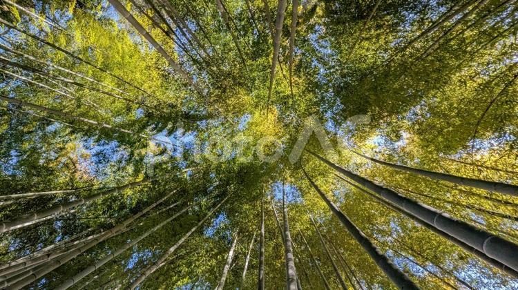 竹林　下から見上げた様子　広角 竹,日本,和風の写真素材