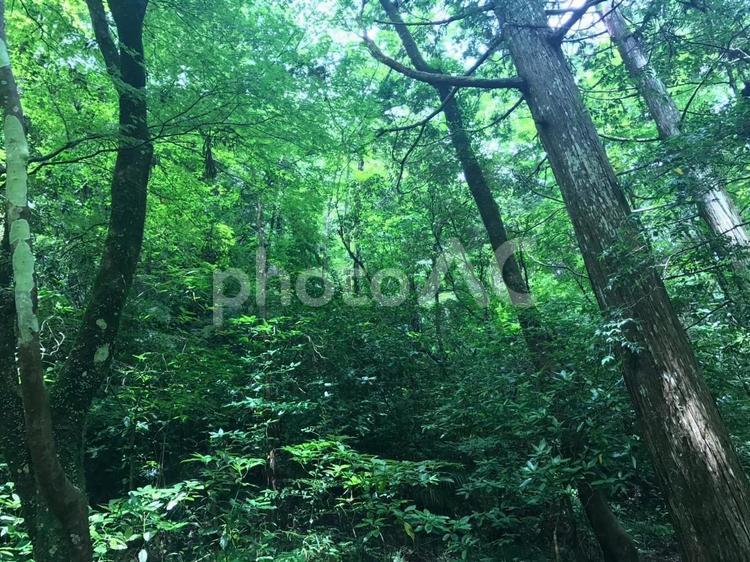 緑豊かな森 - 木漏れ日の輝き 森林,森,木の写真素材