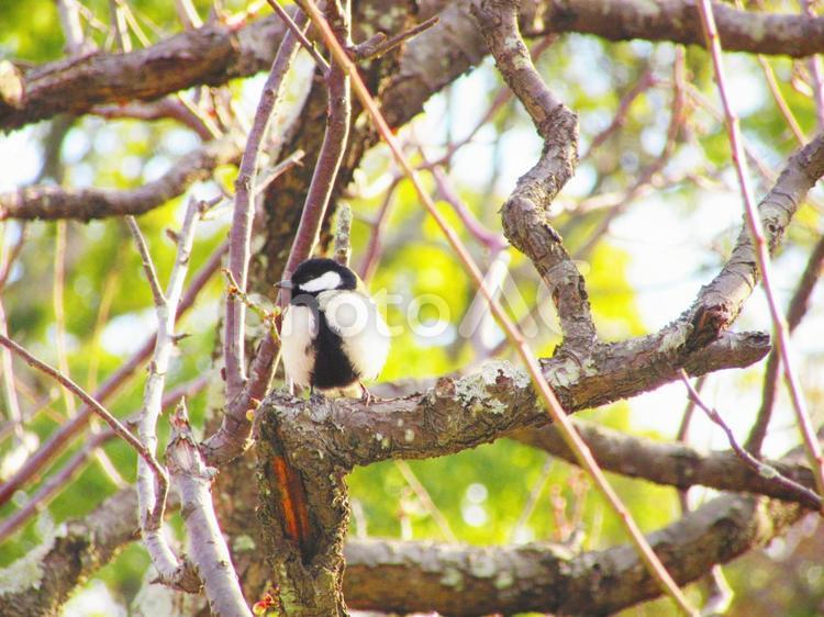 梅の木の枝とシジュウカラ シジュウカラ,鳥,野鳥の写真素材