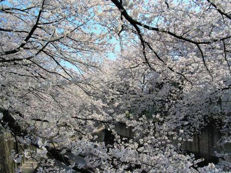 桜 桜の写真