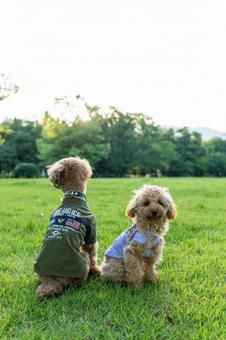 夏の公園で散歩するトイプードル 夏の公園で散歩するトイプードルの写真