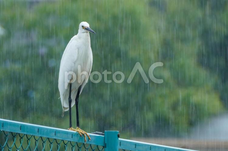 雨の中のチュウサギ チュウサギ,中鷺,野生の写真素材