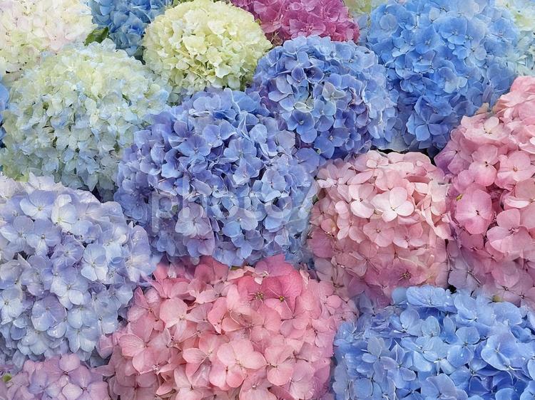 たくさんの色とりどりの紫陽花 紫陽花,アジサイ,色とりどりの花の写真素材