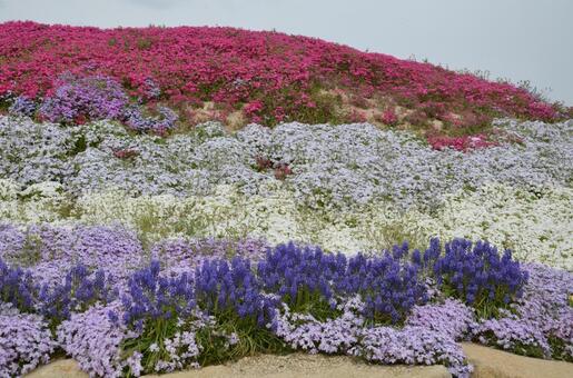 満開の芝桜とムスカリが彩る春の花壇 芝桜,シバザクラ,ムスカリの写真素材