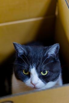 箱の中の猫 猫,ねこ,ネコの写真素材