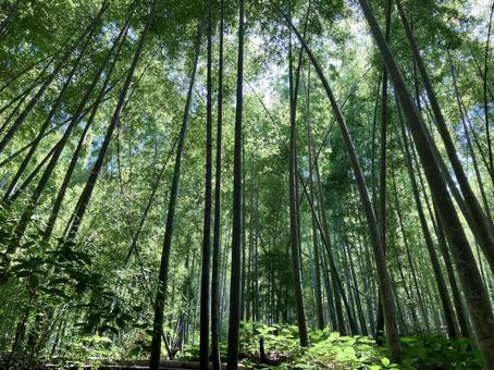 竹林の小道２ 竹林,竹,竹藪の写真素材