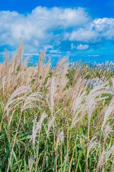 四国地方　四国カルスト台地の風景 カルスト台地,四国,四国地方の写真素材