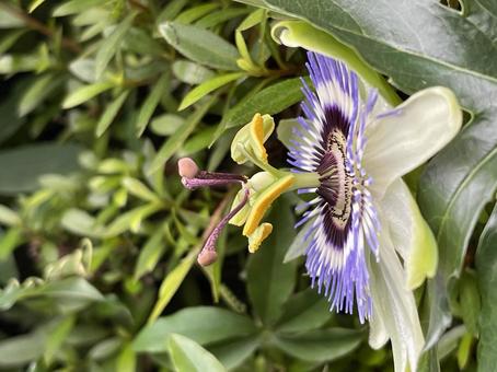 Passiflora flowers in May 2025/5/19, JPG Passiflora flowers in May 2025/5/19, JPG
