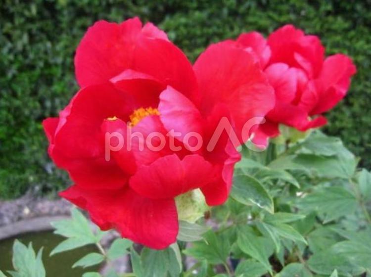艶やかに咲き誇る真紅の牡丹 牡丹,花,植物の写真素材