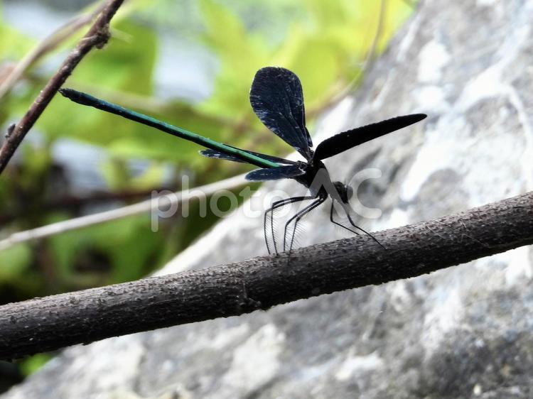 枯れ枝につかまるハグロトンボ 昆虫,ハグロトンボ,川辺の写真素材