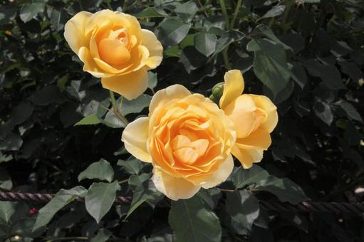 バラ・薔薇 グラハム・トーマス バラ・薔薇 グラハム・トーマス バラ,グラハム・トーマス,マクロの写真素材