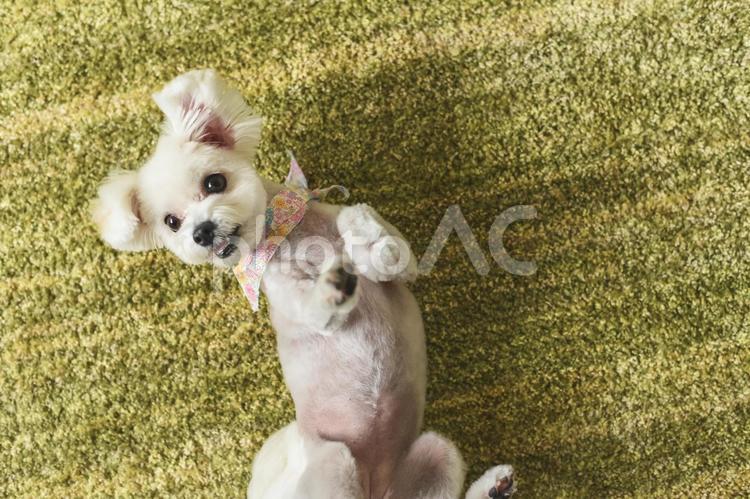 ごろんする犬 犬,わんちゃん,ドッグの写真素材