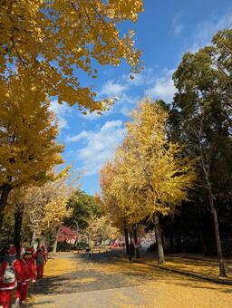 イチョウ並木 イチョウ,イチョウ並木,秋の写真素材