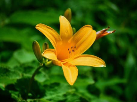 夏の山野草 - ニッコウキスゲ 夏の山野草 - ニッコウキスゲの写真