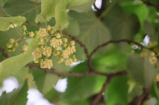菩提樹の木の枝先に咲く花のアップ 菩提樹の木の枝先に咲く花のアップの写真
