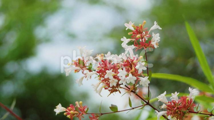 涼しい風の通り道に咲くアベリアの可愛い花 アベリア,ピンク色,白色の写真素材