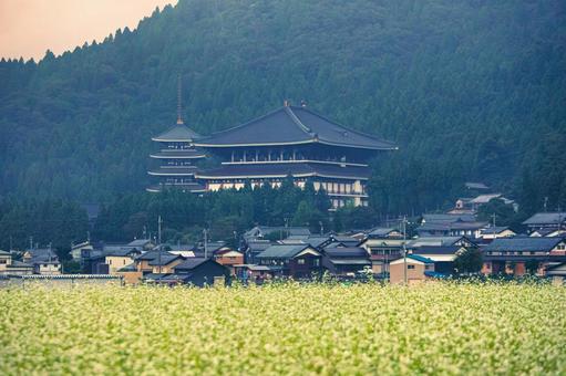 秋の福井県勝山市、清大寺と蕎麦畑の風景 秋の福井県勝山市、清大寺と蕎麦畑の風景 福井県,勝山市,そば畑の写真素材