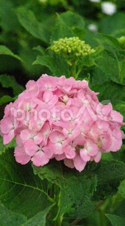 180606権現堂の紫陽花 紫陽花,花,幸手の写真素材