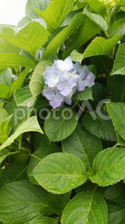 淡い紫アジサイ 葉,自然,植物の写真素材