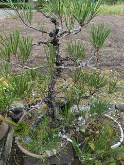 盆栽 盆栽,和,お手入れの写真素材