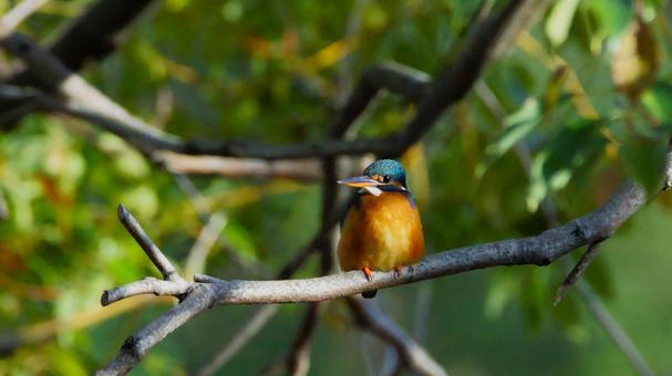 足が短くて見えないカワセミの写真